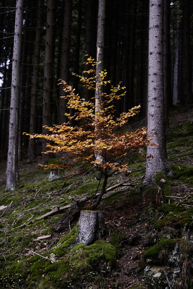 Herbstwald Herbstwald