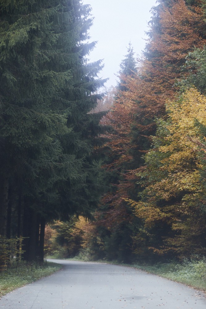 Herbstwald Herbstwald